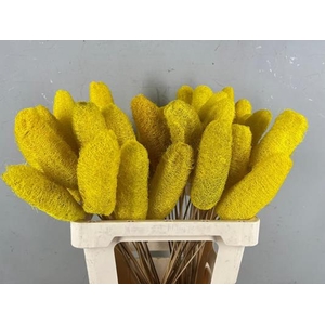 Stick Luffa Yellow