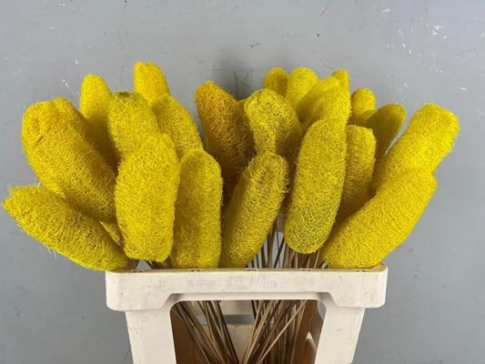 Stick Luffa Yellow