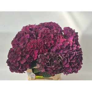 Hydr M Ruby Bordaux 60-18