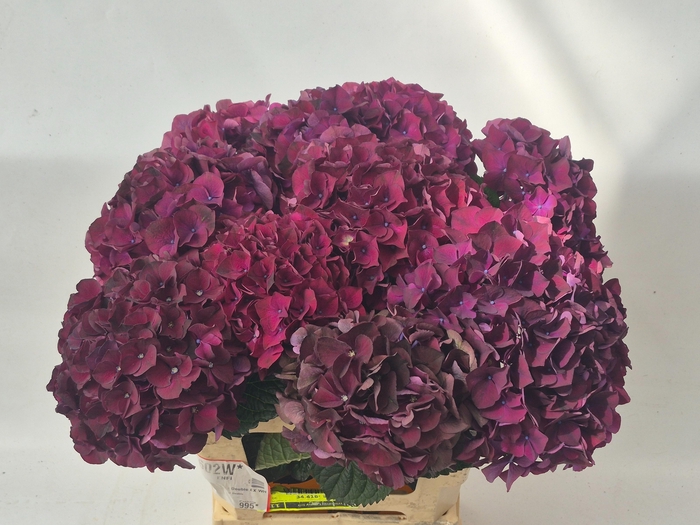 <h4>Hydr M Ruby Bordaux 60-18</h4>