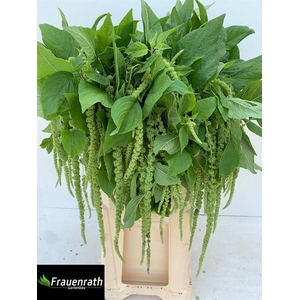 AMAR CAU GREEN CORD