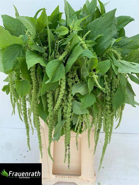 <h4>AMAR CAU GREEN CORD</h4>