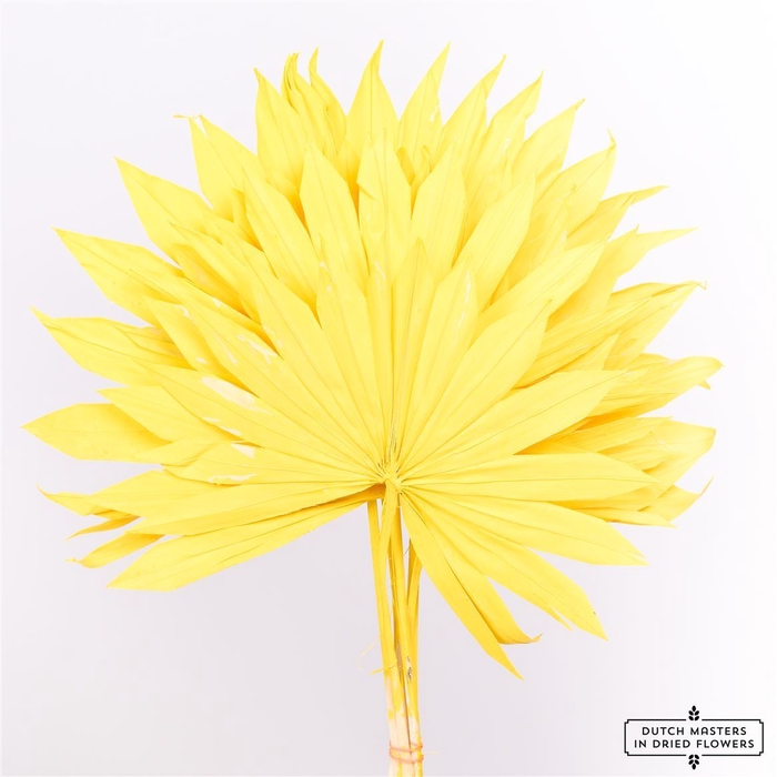 Dried Palm Sun 6pc Yellow Bunch