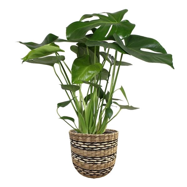 <h4>Monstera deliciosa</h4>