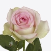 Rosa large pink journey