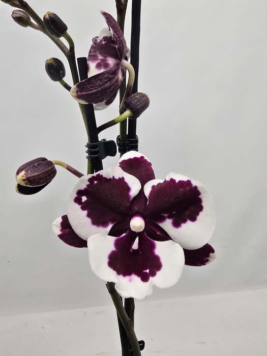 <h4>Limited 58 week18</h4>