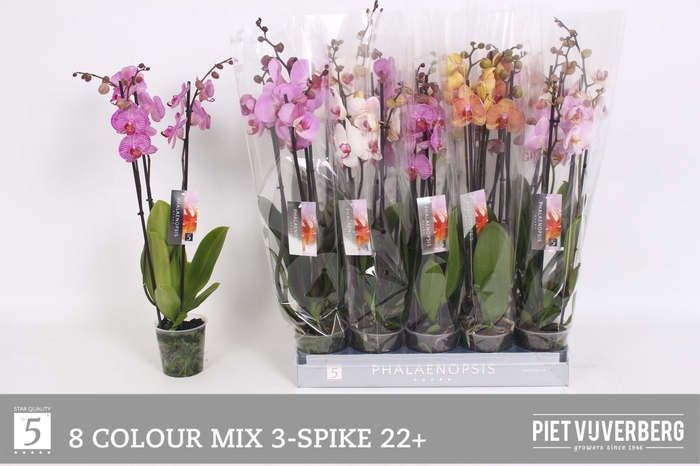 <h4>PHAL GEM 8 KL</h4>