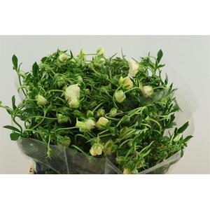 Ran M Mascarpone 60cm