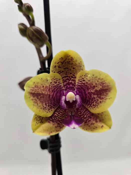 <h4>Limited 25 week 7</h4>