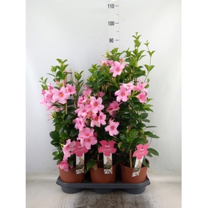 Mandevilla sand. 'SumStar Pink Mag'