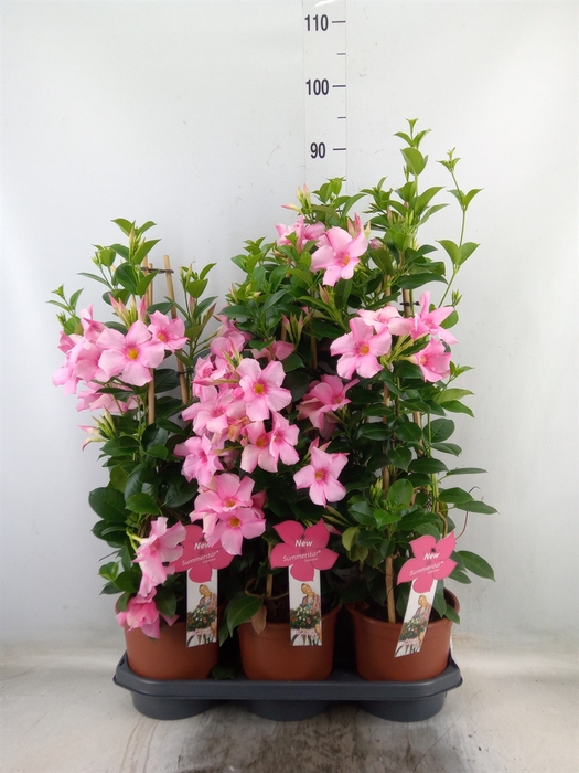 <h4>Mandevilla sand. 'SumStar Pink Mag'</h4>