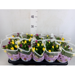 Chrysanthemum   ..mix/pot