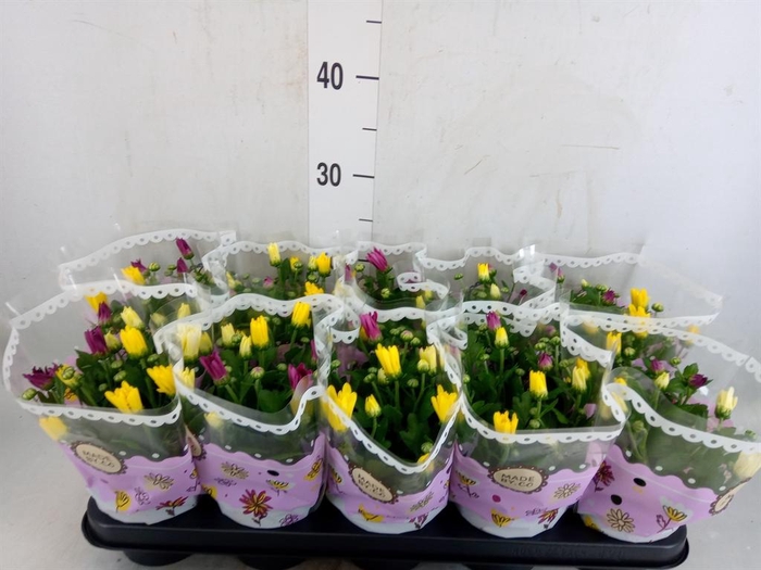 <h4>Chrysanthemum   ..mix/pot</h4>