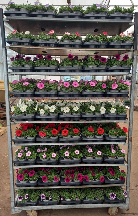 <h4>PET SURF MIXK</h4>