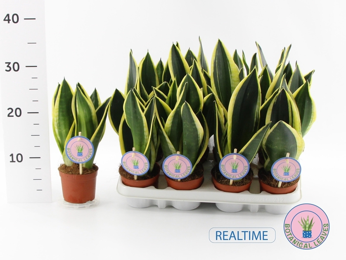 <h4>SANSEV BLACK GOLD</h4>