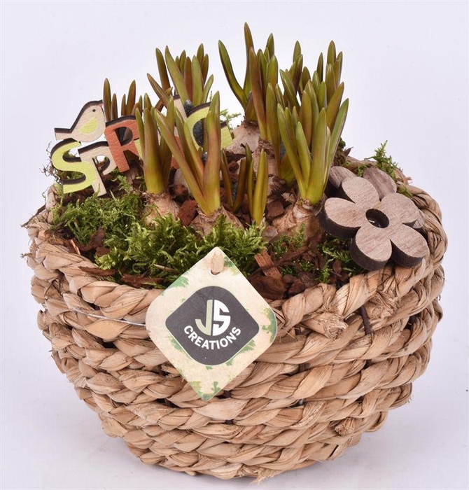 <h4>Mais mand 18cm</h4>