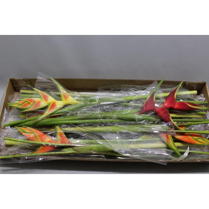 <h4>Heliconia Mix Recht</h4>