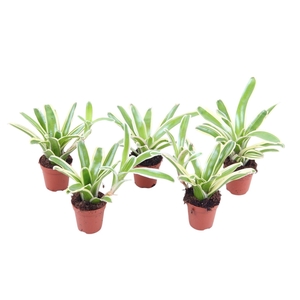 Nidularium Striped Fireball