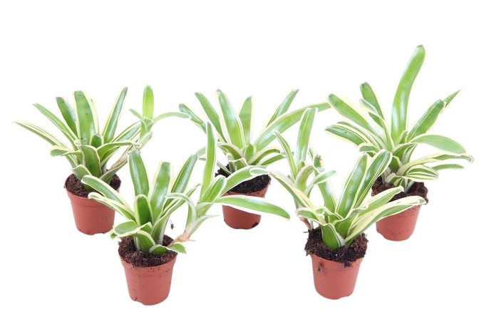 <h4>Nidularium Striped Fireball</h4>