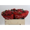 Hypericum True Romance