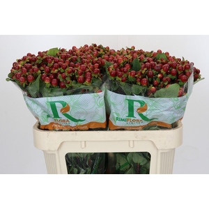 Hypericum Magical Seasons