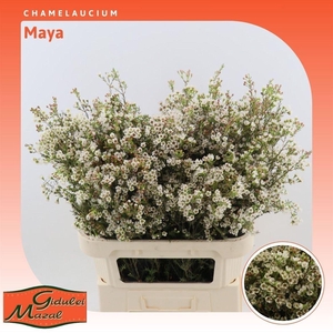CHAMELAUCIUM  'MAYA'