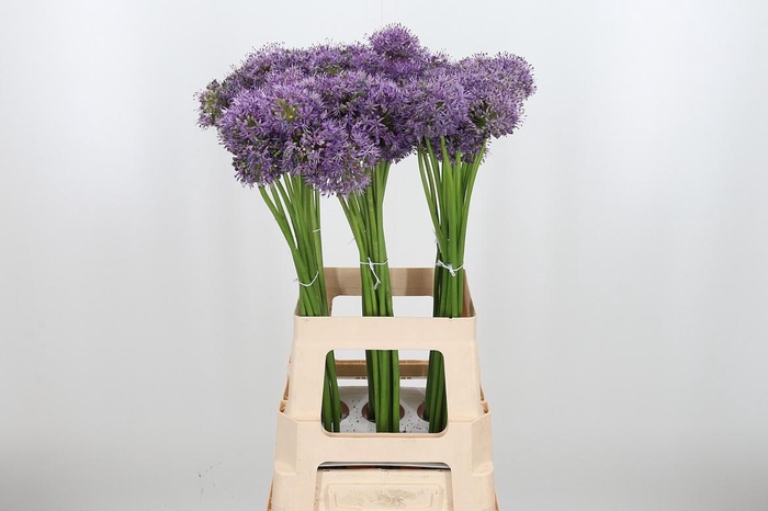 <h4>Allium Gladiator</h4>