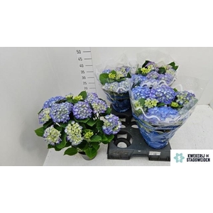 HYDR M BLAUER ZWERG
