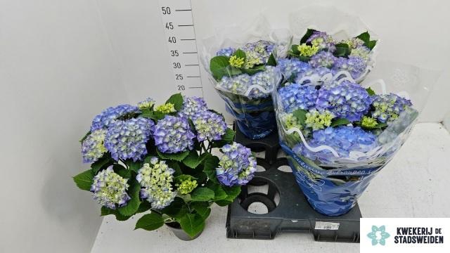 <h4>HYDR M BLAUER ZWERG</h4>