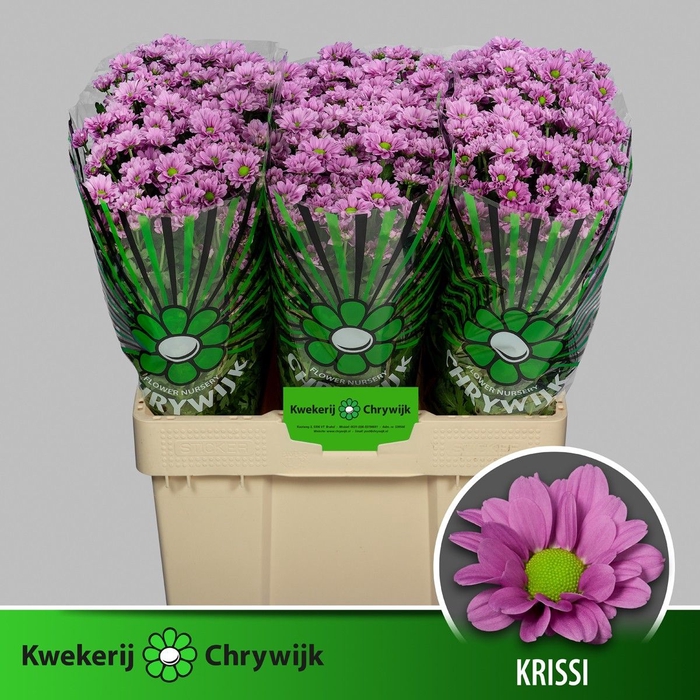 <h4>CHR S AAA KRISSI</h4>