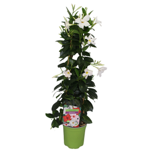 Pyramide 19cm Sundaville White