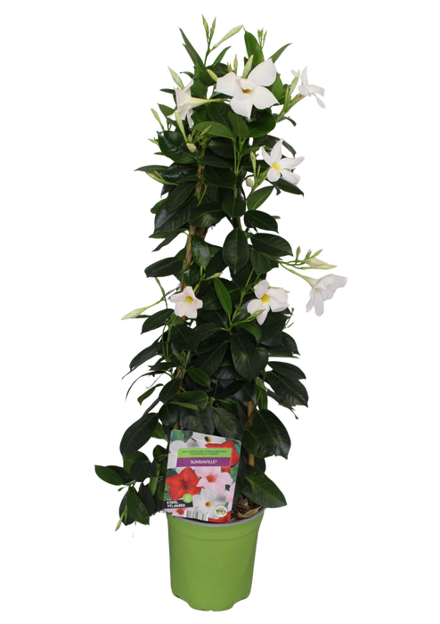 <h4>Pyramide 19cm Sundaville White</h4>