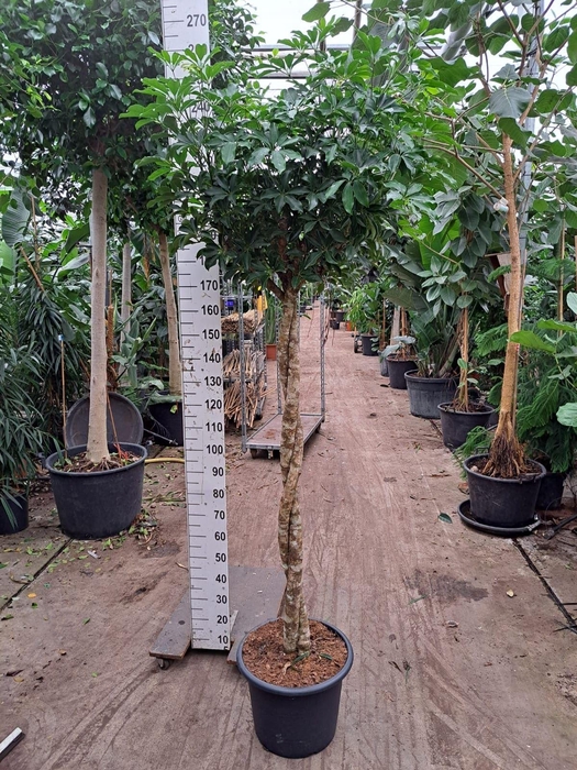 <h4>Philodendron Imperial Red</h4>