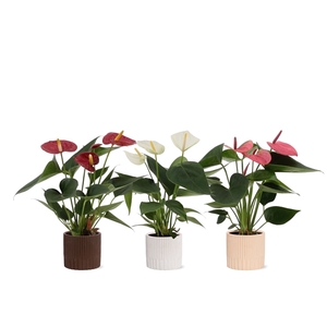 Anthurium 3 color mix in Lou ceramics