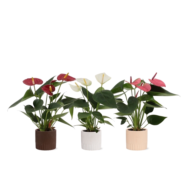 <h4>Anthurium 3 color mix in Lou ceramics</h4>