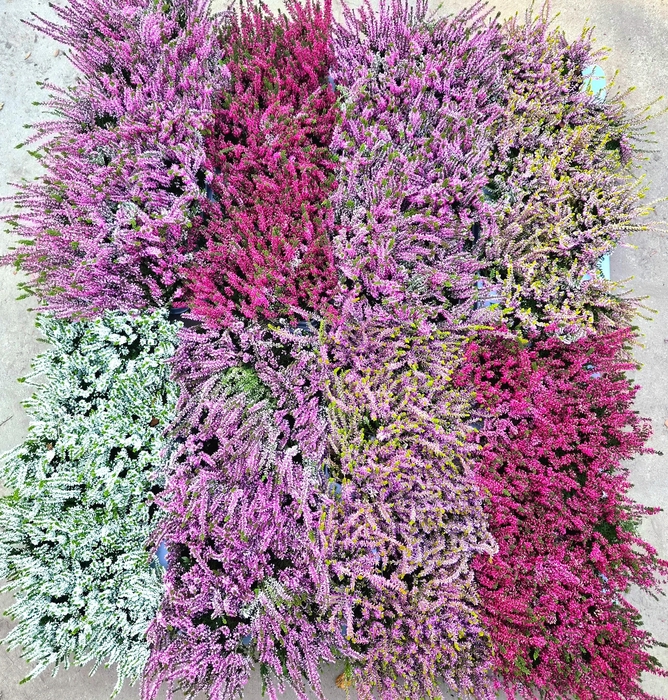 <h4>CALLU MIXK 6 KL</h4>