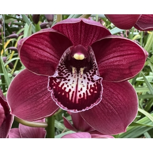 RED PIMPERNEL 80cm x 6