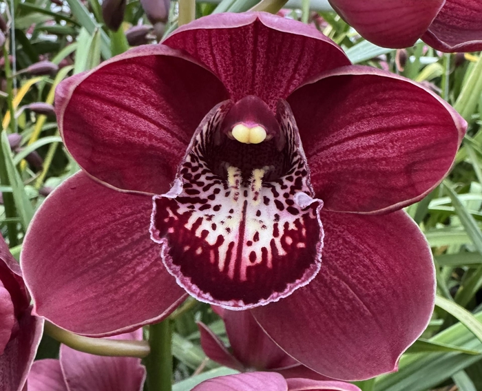 <h4>RED PIMPERNEL 80cm x 6</h4>