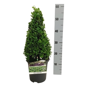 Buxus sempervirens