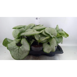 Brunnera macrophylla   ...