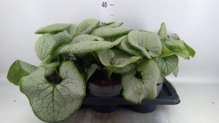 <h4>Brunnera macrophylla   ...</h4>