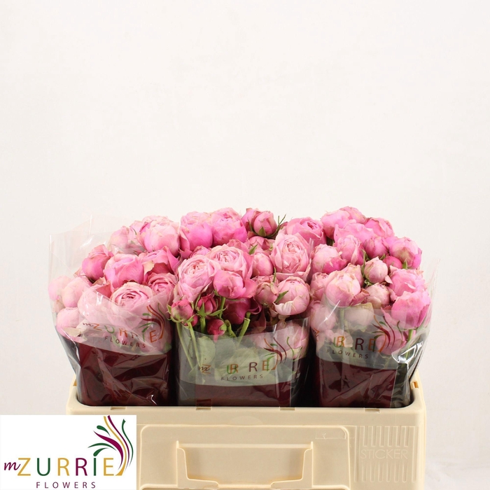 <h4>R TR SILVA PINK+</h4>