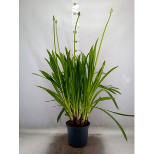 Agapanthus   ...