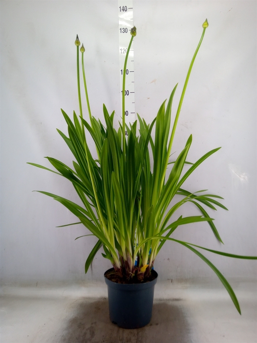 <h4>Agapanthus   ...</h4>
