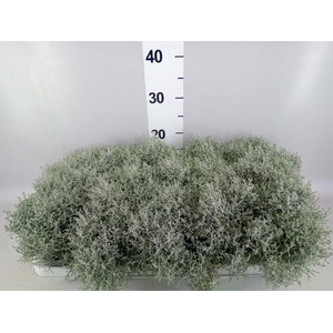 Leucophyta brownii
