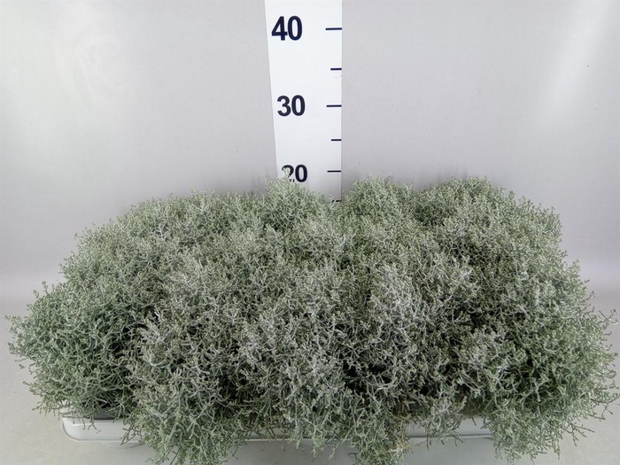 <h4>Leucophyta brownii</h4>