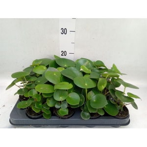 Peperomia polybotrya 'Raindrop'