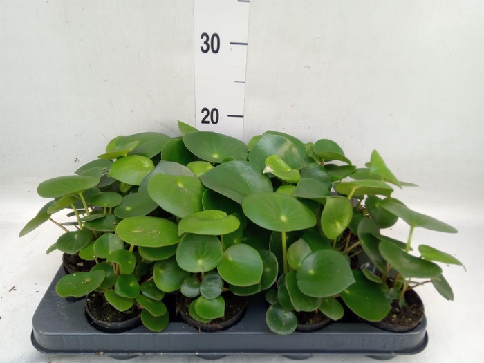 <h4>Peperomia polybotrya 'Raindrop'</h4>