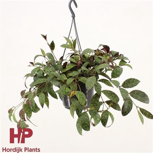 Aeschynanthus Marmoratus Hang