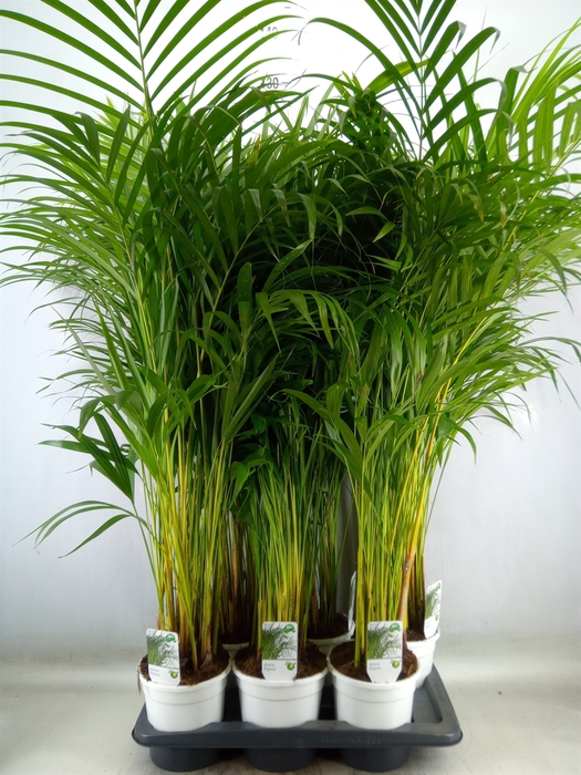 <h4>Dypsis lutescens   ...Chrysalidoca</h4>